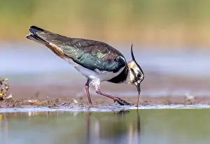 Vanellus Vanellus Species Drucke: Lapwing; Vanellus vanellus
