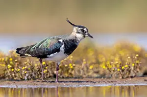 Lapwing Species Drucke: Lapwing; Vanellus vanellus