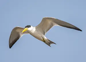 Blue Sky Bird Flight Drucke: Large-billed Tern, Phaetusa simplex