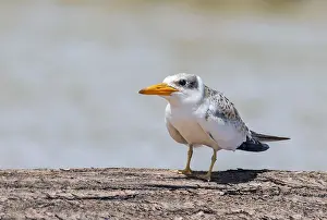 Gerahmter Druck : Großschnabel-Tern (Phaetusa simplex) Gerahmter Druck : Großschnabel-Tern (Phaetusa simplex)