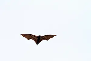 Großer Flughund, Pteropus vampyrus