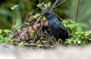 Peruvian Bird Species Drucke: Large-footed Tapaculo, Scytalopus macropus
