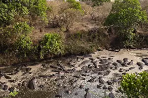 East Africa Mammals Drucke: A large group of hippopotamuses