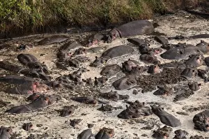 African Mammals Photography Drucke: A large group of hippopotamuses