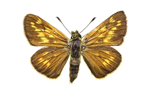 Ochlodes Sylvanus Drucke: Large Skipper, Ochlodes sylvanus