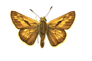 Close Up Insect Images Drucke: Large Skipper, Ochlodes sylvanus
