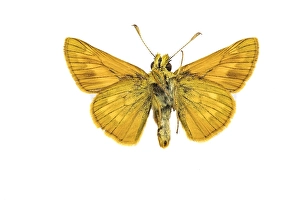 European Skipper Butterflies Drucke: Large Skipper, Ochlodes sylvanus