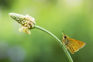 Large Skipper Butterfly Drucke: Large Skipper, Ochlodes sylvanus