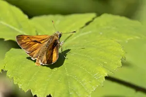 European Skipper Butterfly Drucke: Large Skipper, Ochlodes sylvanus