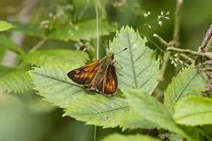 Großer Schachler, Ochlodes sylvanus