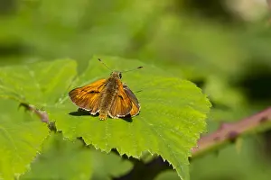 Großer Schachler, Ochlodes sylvanus