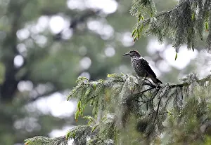 Großfleckiger Eichhörnchenkäfer, Nucifraga multipunctata