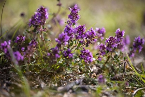 Lamiaceae Plant Species Drucke: Large Thyme, Thymus pulegioides