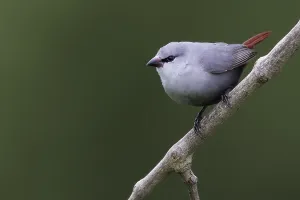 August Drucke: Lavendelastrild, Lavender Waxbill, Estrilda caerulescens