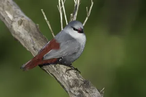 Africa Bird Drucke: Lavendelastrild, Lavender Waxbill, Estrilda caerulescens