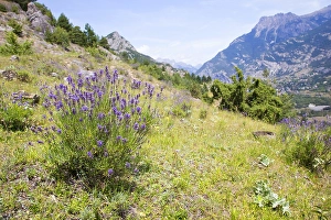 Lavender Fields In Europe Drucke: Lavender, Lavendula