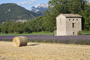 Lavender Field In France Drucke: Lavenderfield