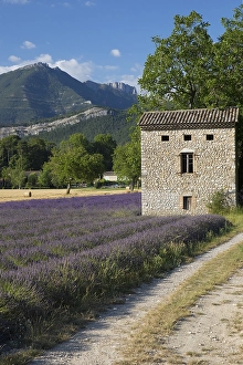Lavender Field In France Drucke: Lavenderfield