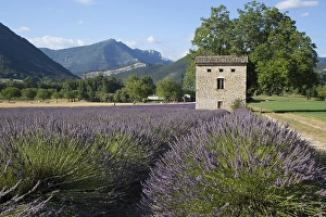 Provence Lavender Landscape Drucke: Lavenderfield
