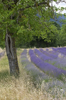 French Countryside Scenic Views Drucke: Lavenderfield