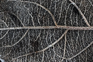 Close Up Leaf Detail Drucke: Leaf vein