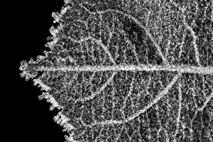 Close Up Leaf Vein Drucke: Leaf vein
