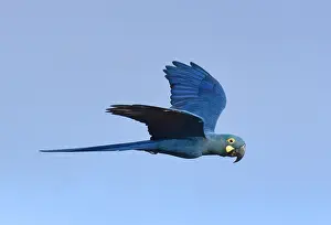 Brazil Wildlife Drucke: Lear's macaw, Anodorhynchus leari