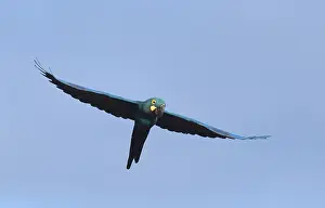 South America Birdlife Drucke: Lear's macaw, Anodorhynchus leari