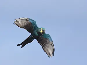 Brazilian Wildlife Drucke: Lear's macaw, Anodorhynchus leari