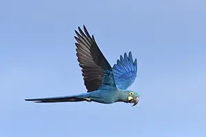 Bilder Datiert 11. August 2017: Lears-Makaw, Anodorhynchus leari