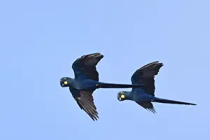 Blue Bird Species Drucke: Lear's macaw, Anodorhynchus leari