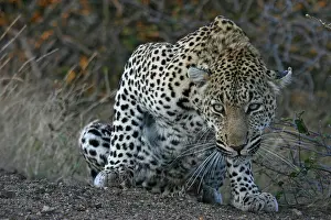 Panthera Pardus Habitat Drucke: Leopard, Luipaard, Panthera pardus