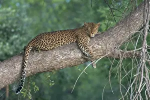 Leopard In Tree Drucke: Leopard, Luipaard, Panthera pardus