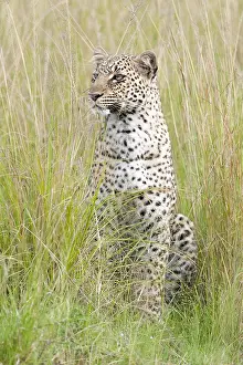Panthera Pardus Habitat Drucke: Leopard, Panthera pardus