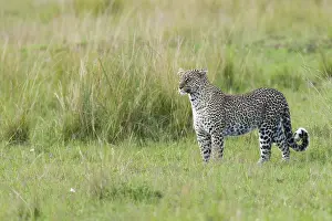 African Wild Animal Photography Drucke: Leopard, Panthera pardus