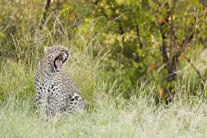 Panthera Pardus Habitat Drucke: Leopard, Panthera pardus