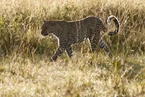Panthera Pardus Habitat Drucke: Leopard, Panthera pardus