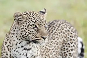Big Cat Wildlife Drucke: Leopard, Panthera pardus