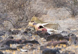 Panthera Pardus Images Drucke: Leopard, Panthera pardus