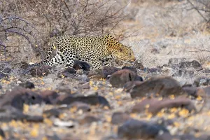 Panthera Pardus Images Drucke: Leopard, Panthera pardus