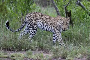 Green Background Nature Scene Drucke: Leopard, Panthera pardus