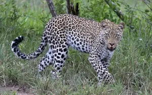 Panthera Pardus Habitat Drucke: Leopard, Panthera pardus
