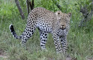 Panthera Pardus Habitat Drucke: Leopard, Panthera pardus