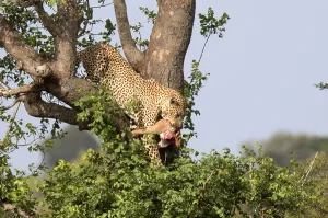 Panthera Pardus Habitat Drucke: Leopard, Panthera pardus