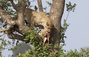 Big Cat Wildlife Photography Drucke: Leopard, Panthera pardus