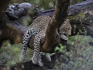 Panthera Pardus Photo Drucke: Leopard, (Panthera pardus)