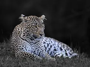 Panthera Pardus Images Drucke: Leopard, (Panthera pardus)