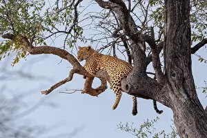 Panthera Pardus Species Drucke: Leopard; Panthera pardus