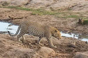 Panthera Pardus Habitat Drucke: Leopard, Panthera pardus
