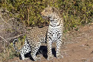 Panthera Pardus Habitat Drucke: Leopard, Panthera pardus